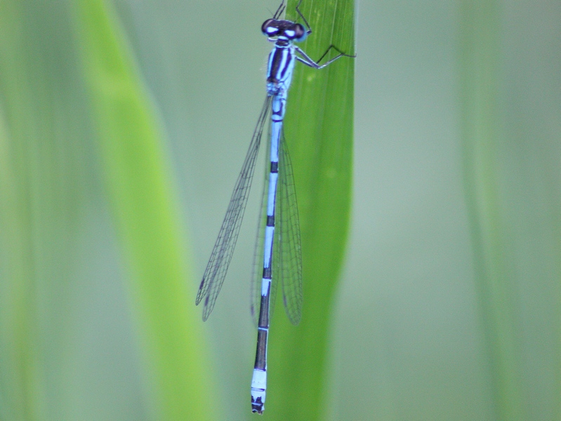 Aiuto ID odonata - Coenagrion puella